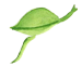 feuille
